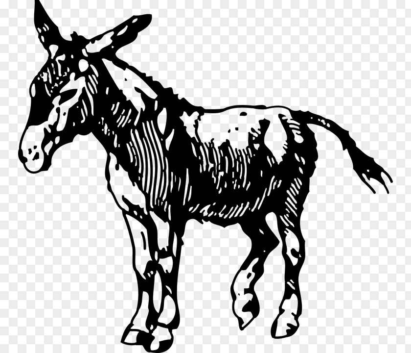 Donkey Drawing Clip Art PNG