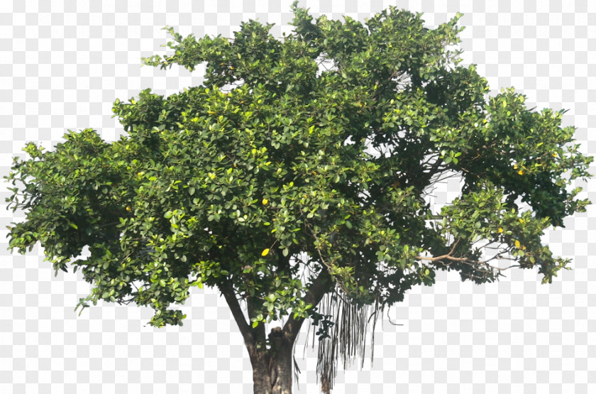 Fig Leaves Ficus Microcarpa Banyan Plant Tree PNG