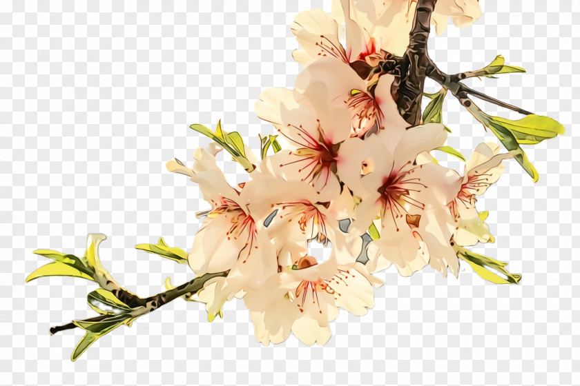 Flowering Plant Cut Flowers Cherry Blossom PNG