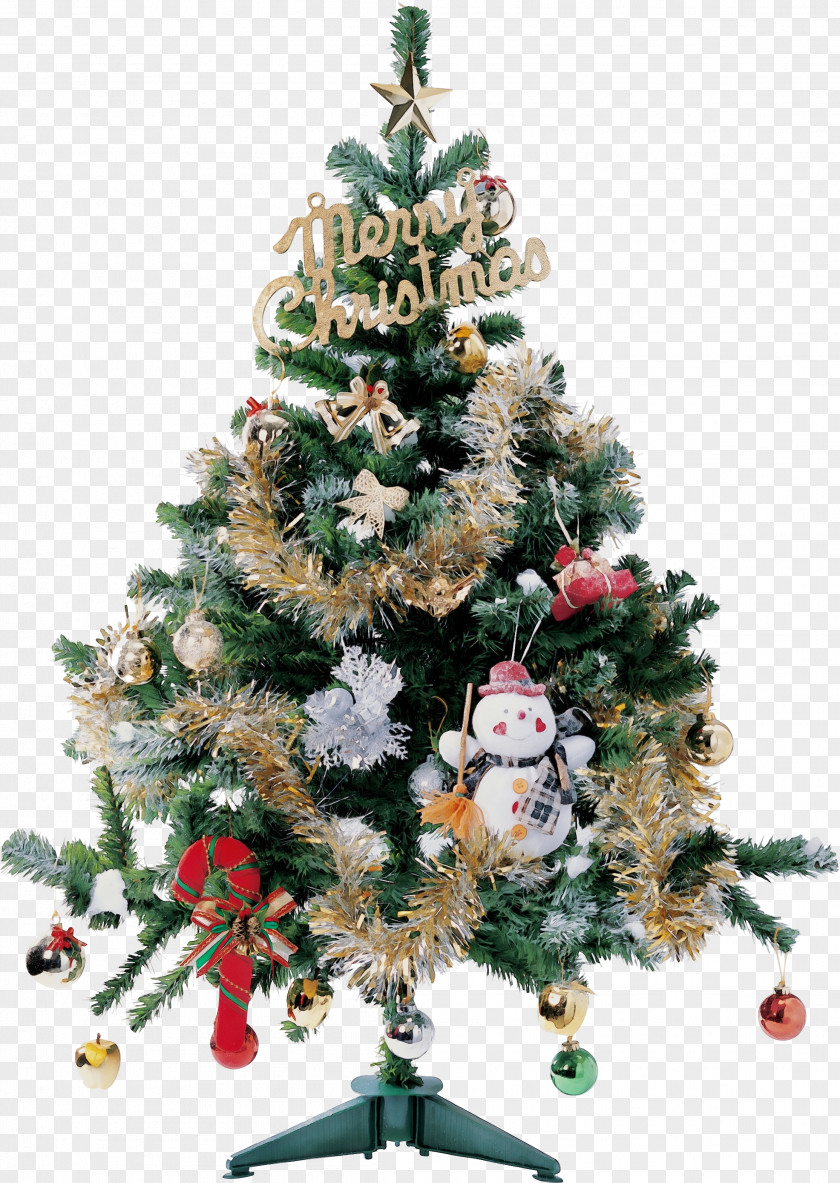 Conifer Pine Christmas Tree PNG