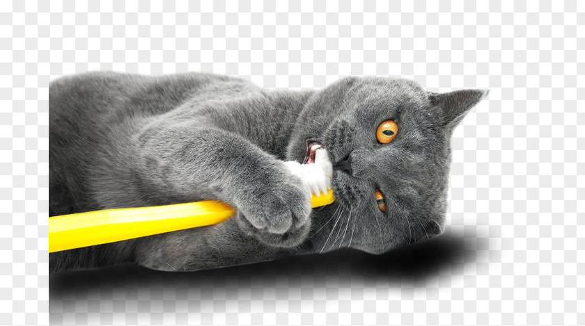 Dog Cat Oral Hygiene Teeth Cleaning Veterinary Dentistry PNG hygiene cleaning dentistry, British Shorthair clipart PNG