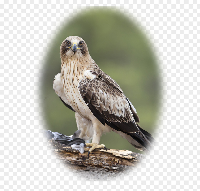 Eagle Red-backed Hawk Booted Falconiformes PNG