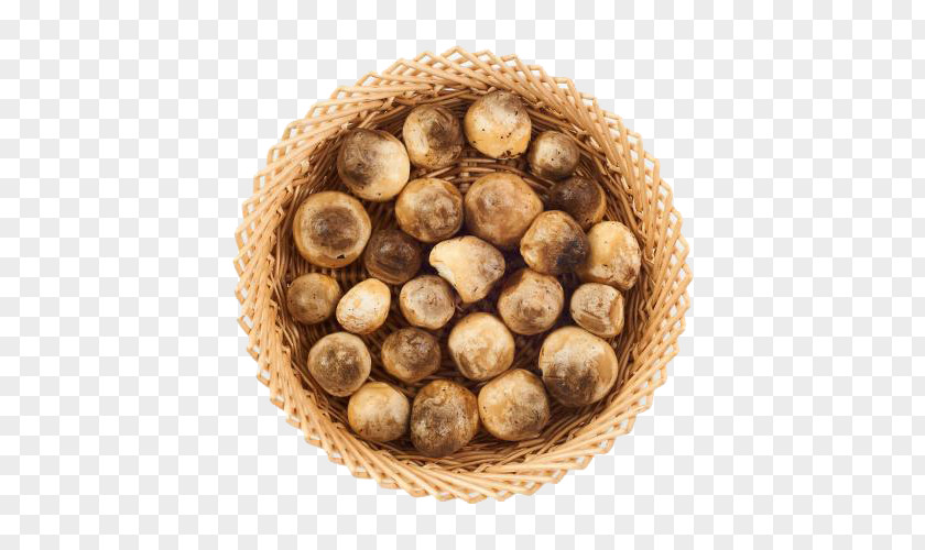 Free Image Button Mushrooms Shiitake Edible Mushroom PNG