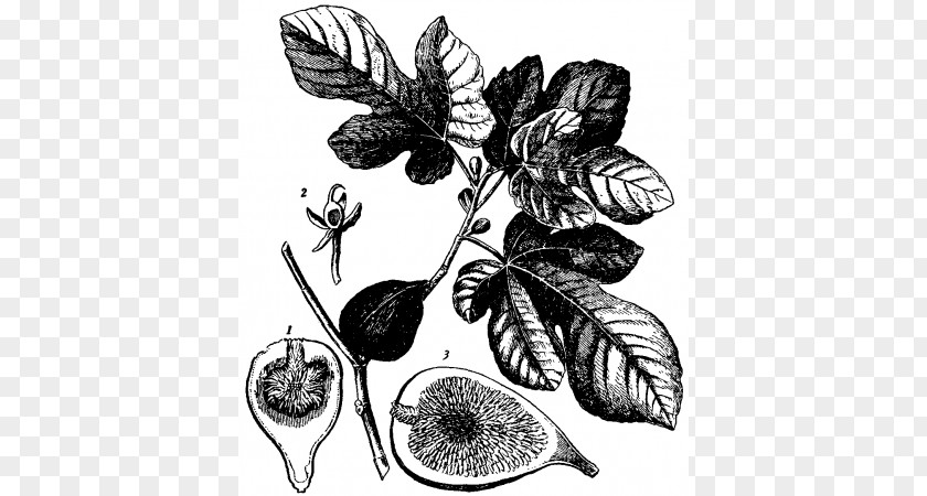 Light Common Fig Leaf Fruit Plant PNG