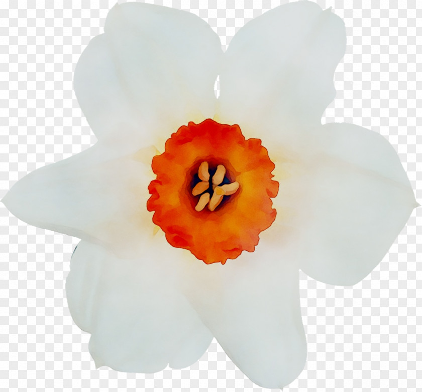 Narcissus Moth Orchids PNG