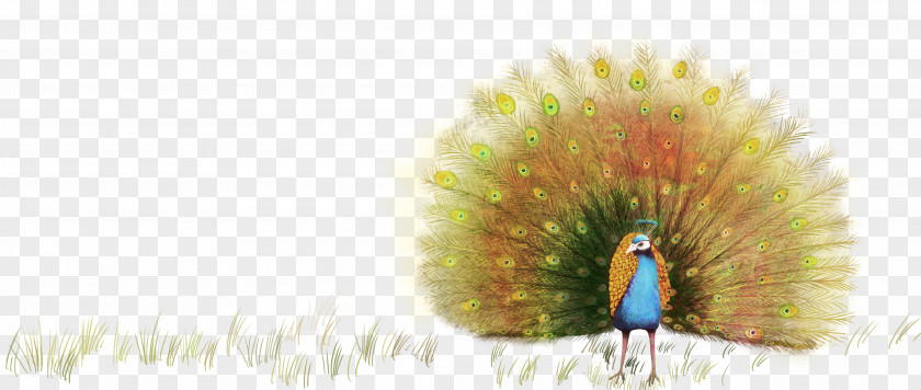 Peacock Peafowl Graphic Design PNG