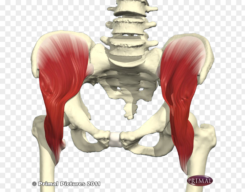 Skeleton Hip Iliacus Muscle Psoas Major Iliopsoas Png Image Pnghero