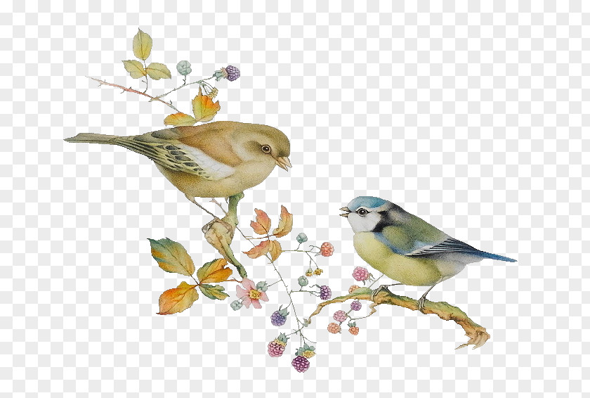 Two Cute Birds Lovebird Finch Illustration PNG