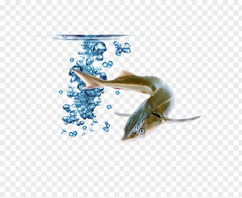 Fish Bubble Google Images U3053u308cu3092u8aadu3093u3060u3089u6c34u304cu9762u767du304fu306au308b PNG