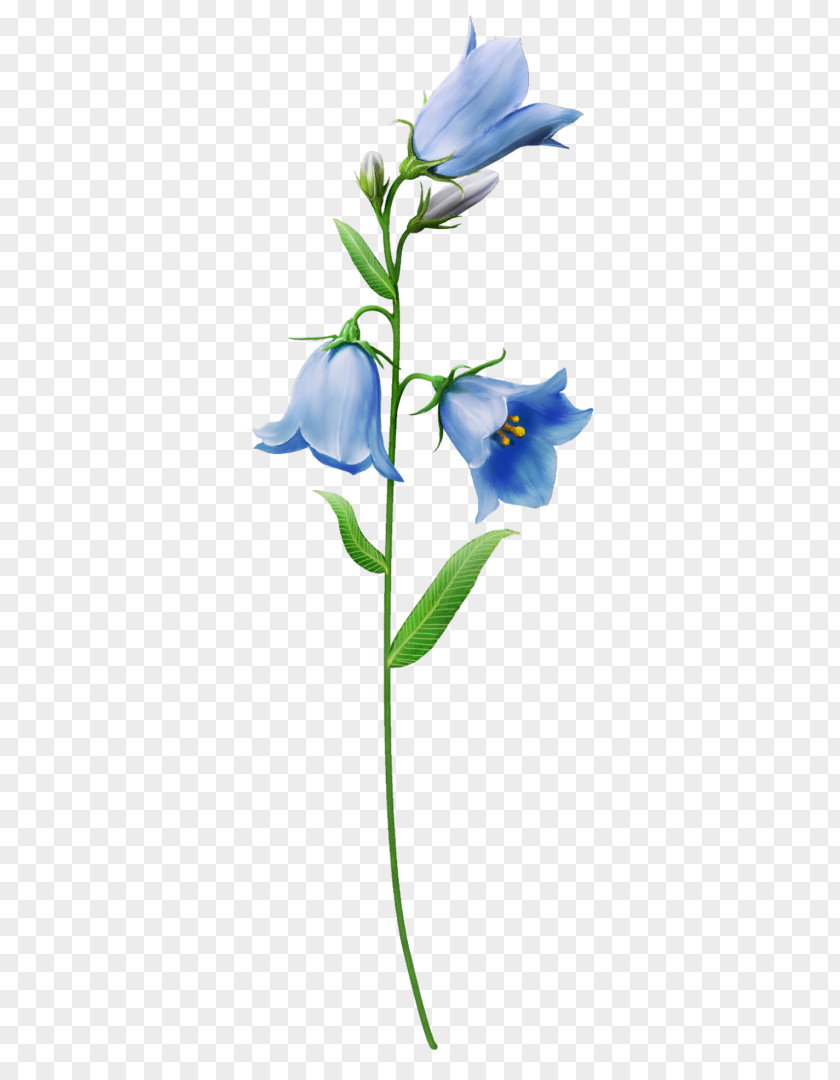 Flower Bellflowers Clip Art Psd PNG