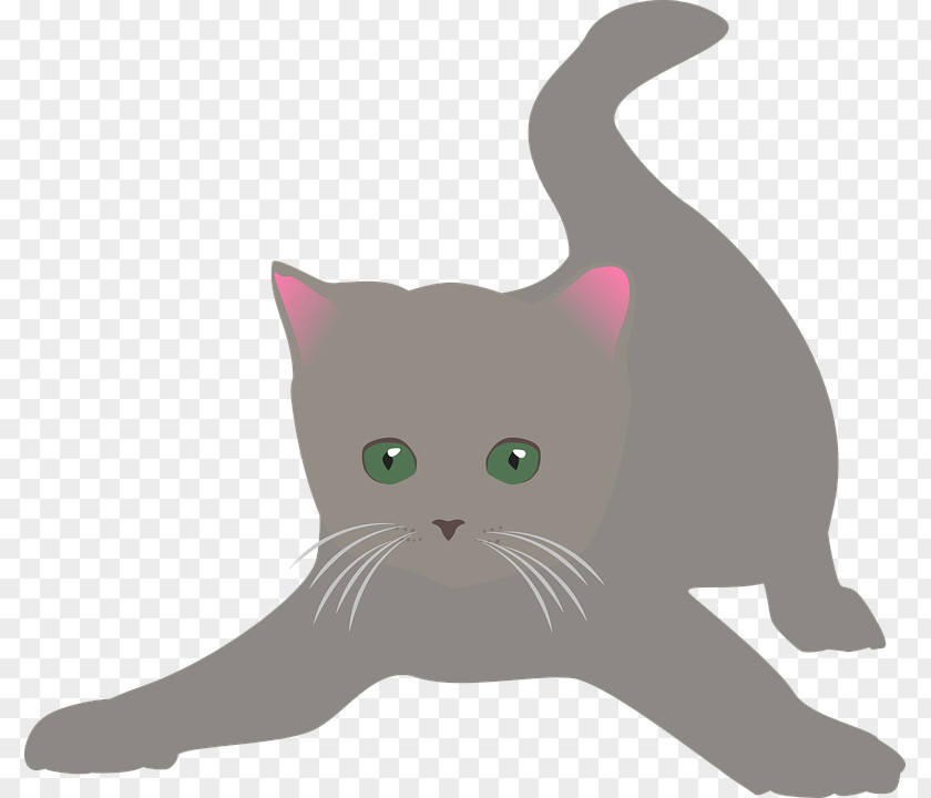 Kitten Whiskers Domestic Short-haired Cat British Shorthair Clip Art PNG