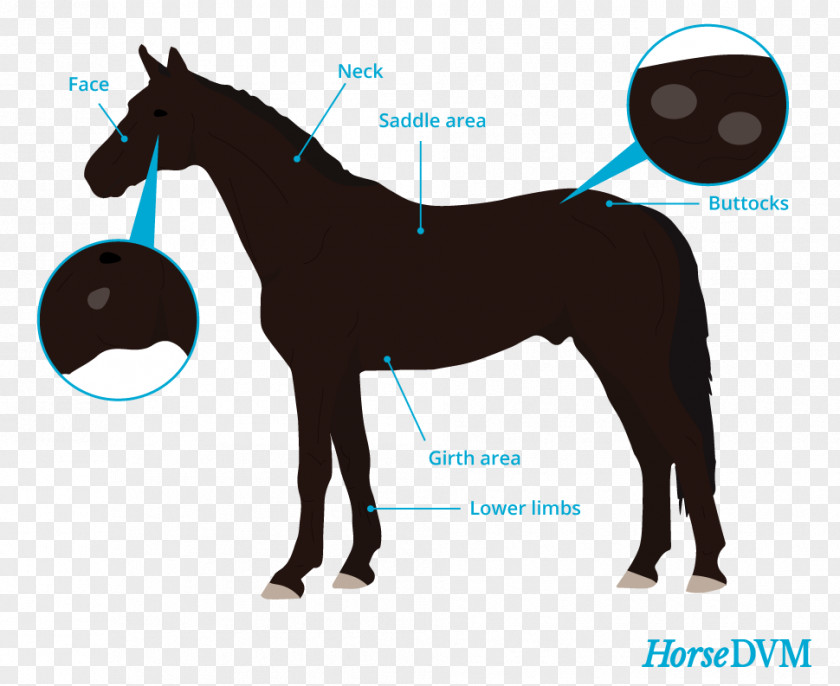 Mustang Pony Horse&Rider Equestrian Ringworm PNG