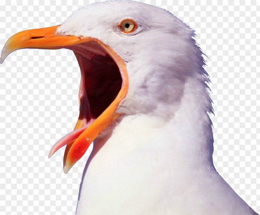 Seagull Bird Gulls Pelican YouTube Beak PNG