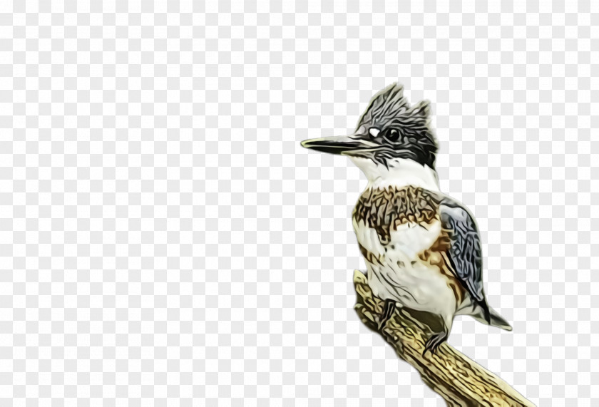 Woodpecker Wildlife Bird Belted Kingfisher Beak Perching Laughing Kookaburra PNG