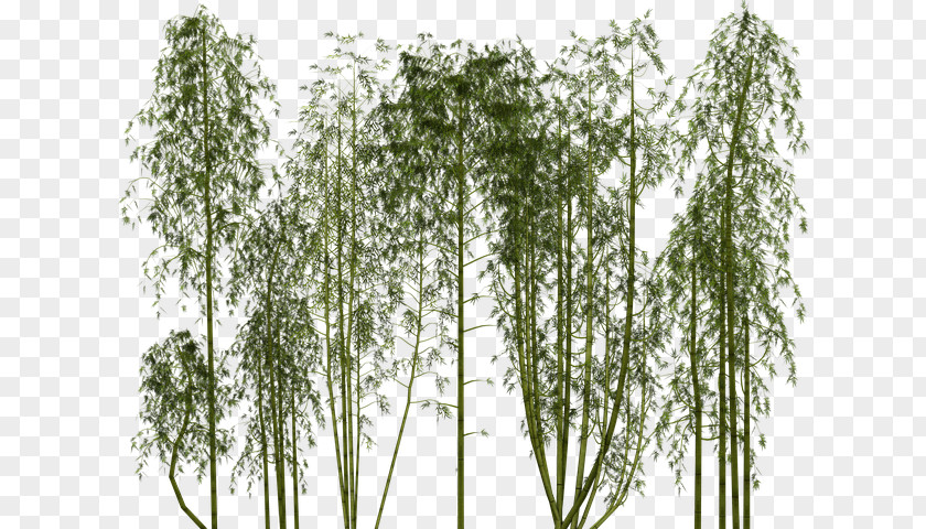 Dense Trees Bamboo Clip Art Image Stock.xchng PNG