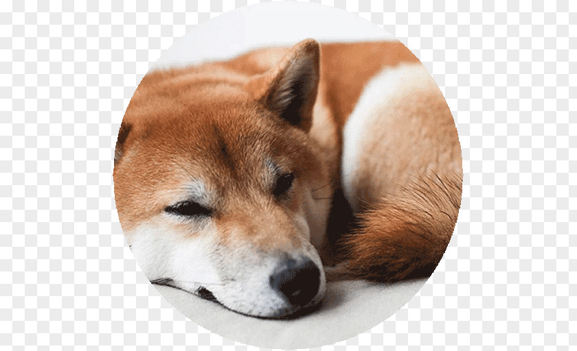 Puppy Shiba Inu Dog Breed Akita Shikoku Korean Jindo PNG