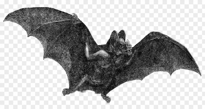 Bat Vampire Halloween Clip Art PNG