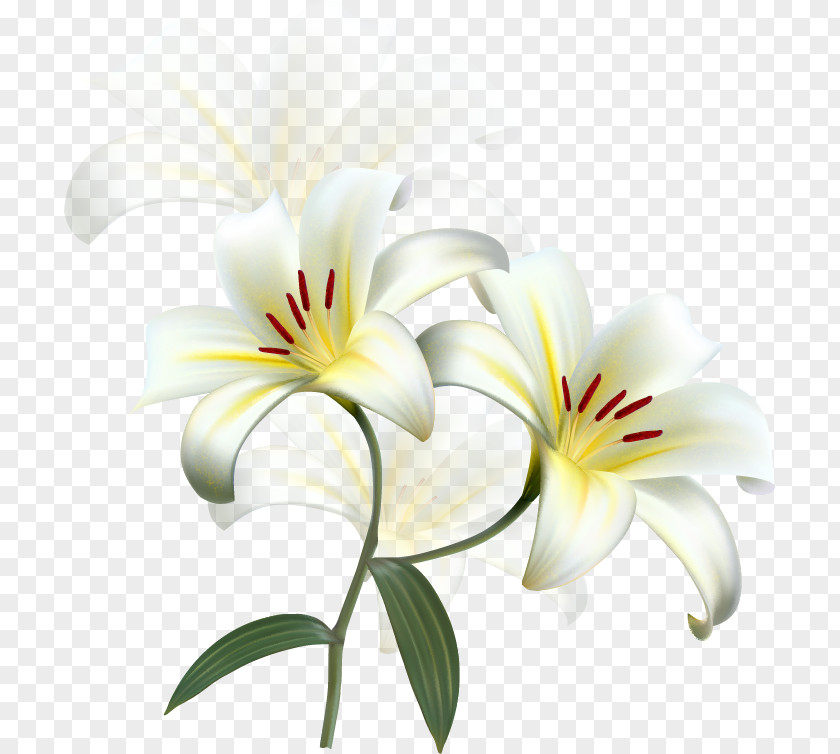 Beauty Scatters Flowers Lilium Candidum Easter Lily Flower Desktop Wallpaper PNG