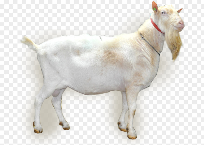 Goat Netherlands Artificial Insemination Cattle Semen PNG