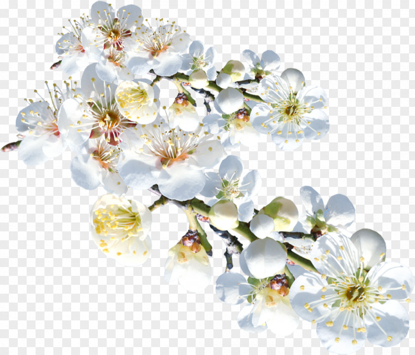 Boquet Ornament Flower White Clip Art Image PNG
