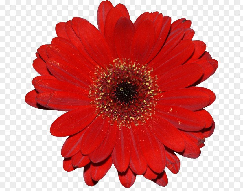 Flower Bouquet Red Dahlia Transvaal Daisy PNG