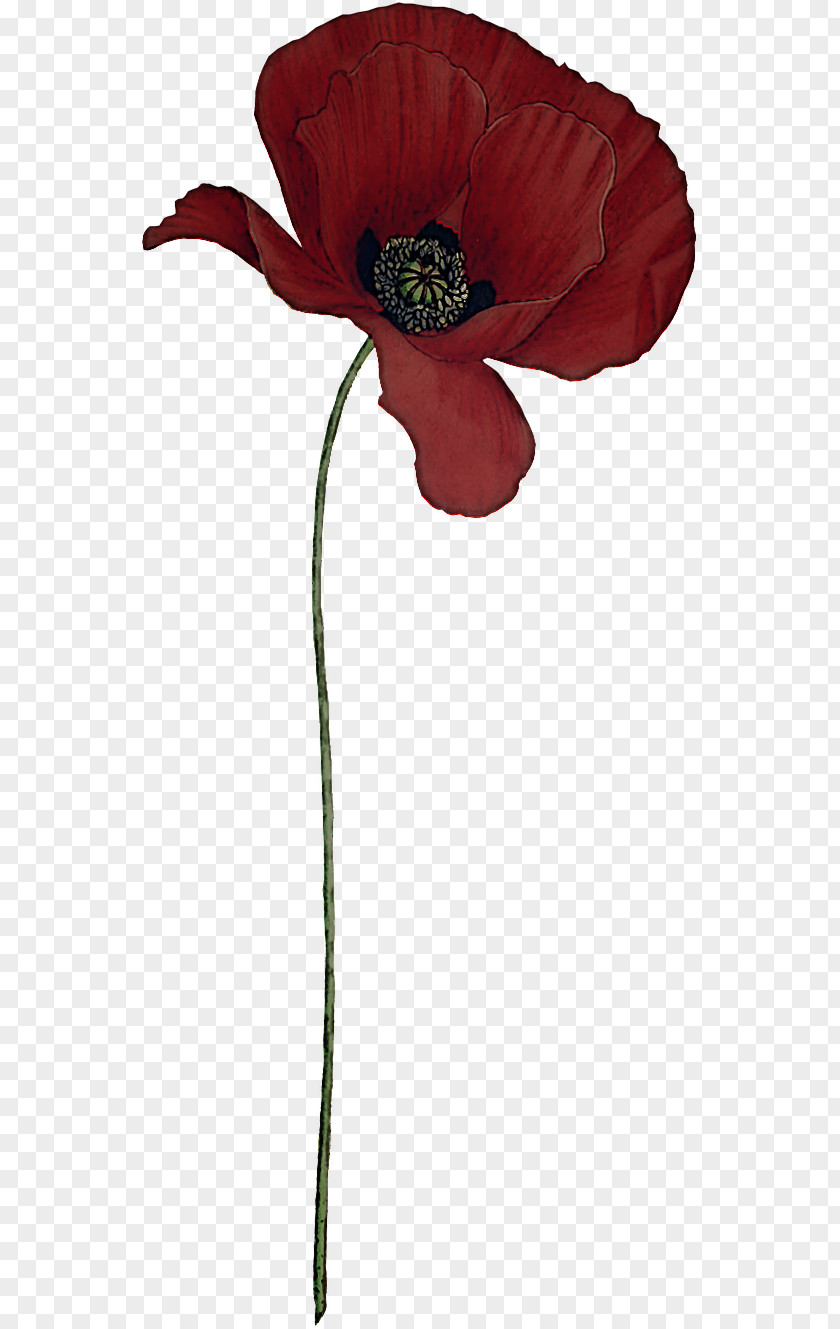 Flower Red Plant Corn Poppy Coquelicot PNG