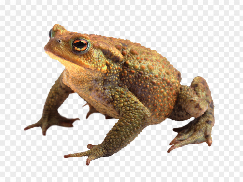 Frog Stock Photography Image Stock.xchng IStock PNG