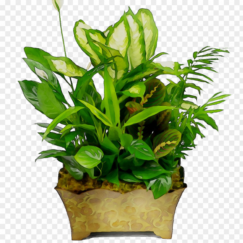 Houseplant Flowerpot Leaf Plants Plant Stem PNG