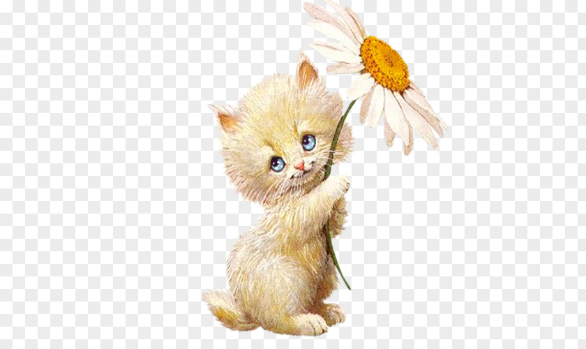 Kitten Animation Wallpaper PNG