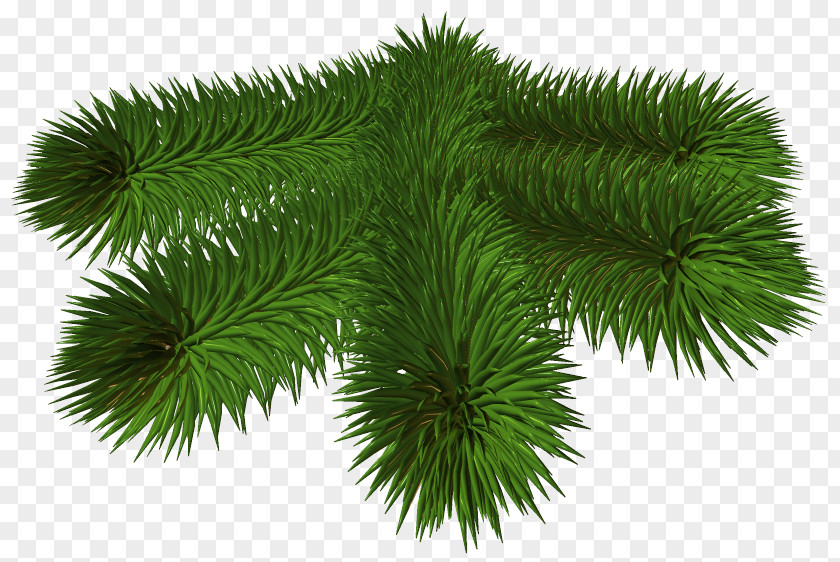 Pine Spruce Fir Clip Art PNG