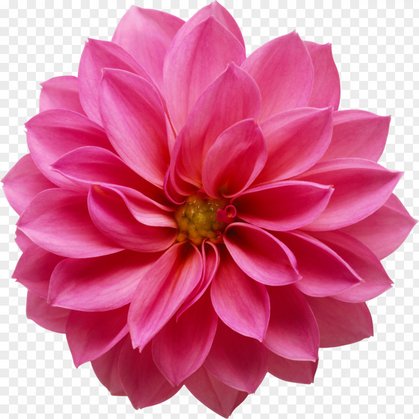Pink Flower Bouquet Lilium Clip Art PNG