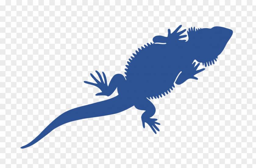 Reptile Lizard Scaled Dragon Gecko PNG