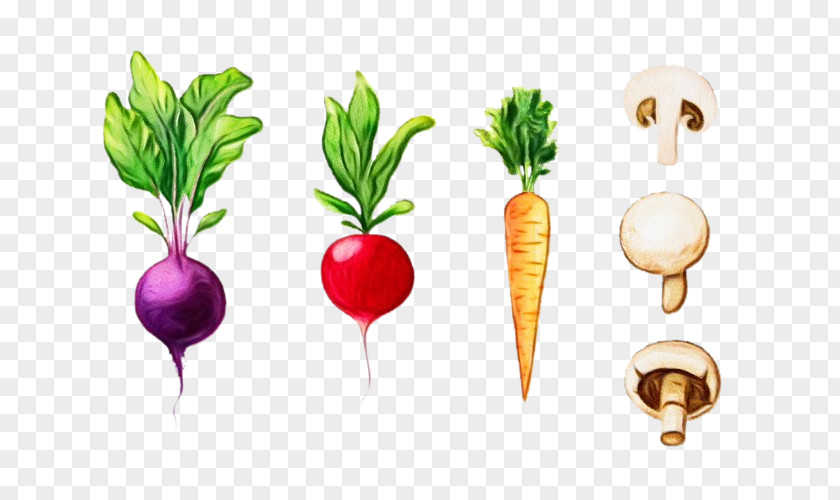 Vegetarian Food Carrot Watercolor Natural PNG