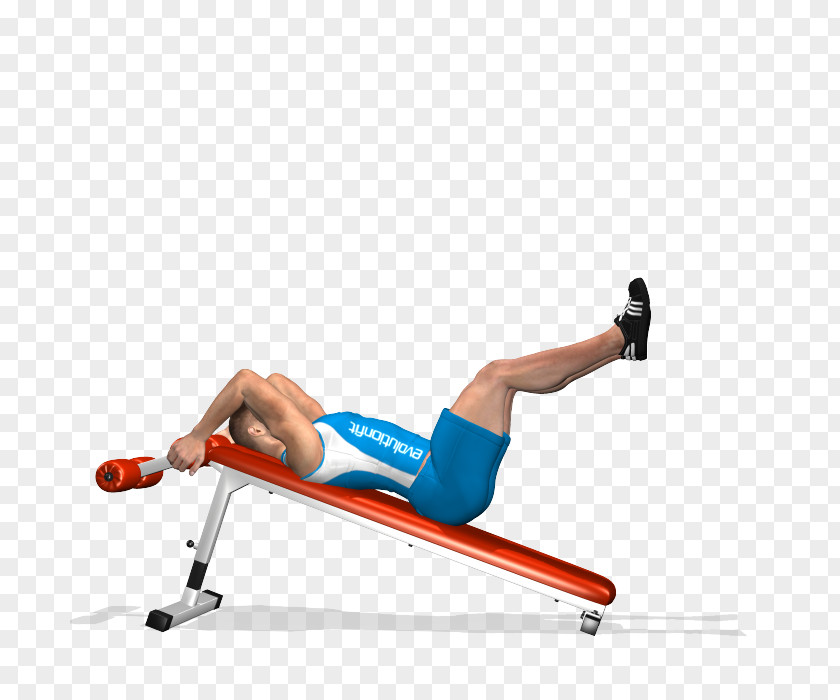 Abdominal Indoor Rower Physical Fitness Crunch Exercise Rectus Abdominis Muscle PNG