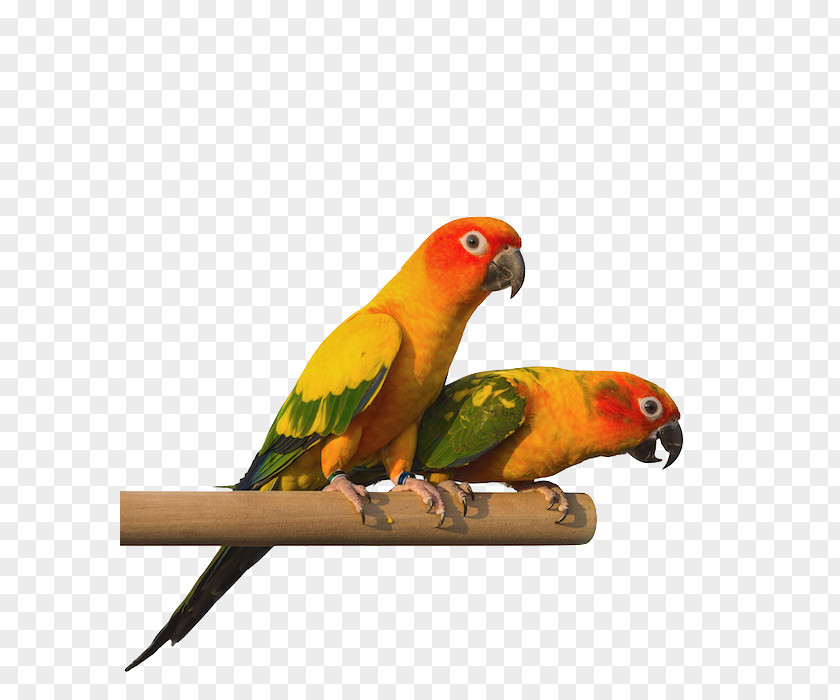 Bird Budgerigar Lovebird Pet Parakeet PNG