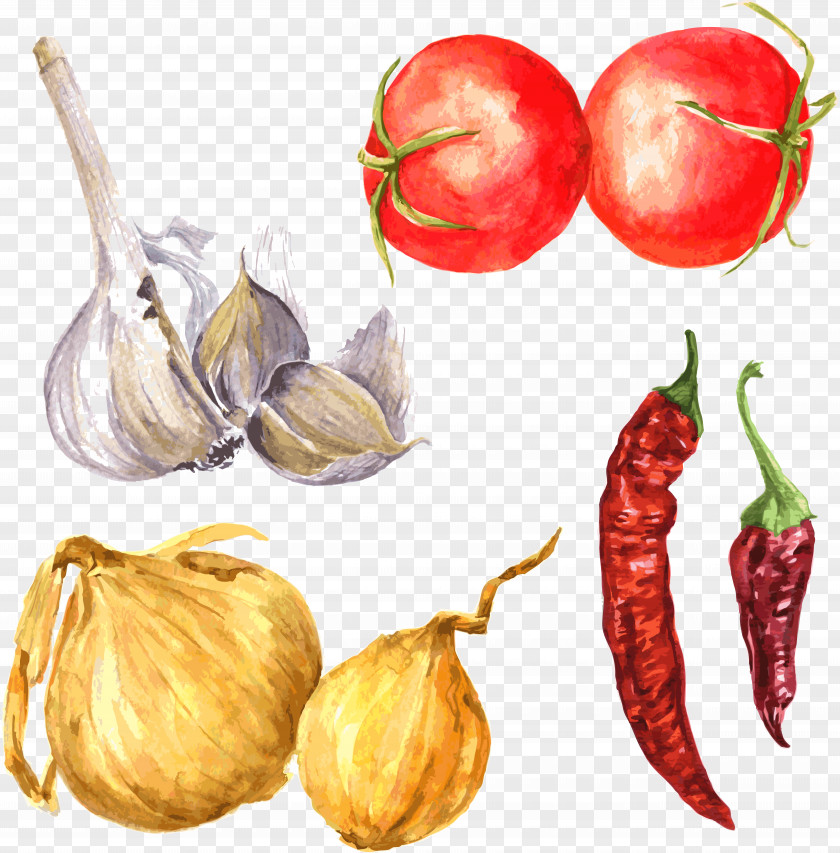 Hand-painted Vegetable Drawing Spice Garlic Illustration PNG
