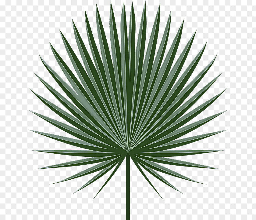 Palm Tree PNG