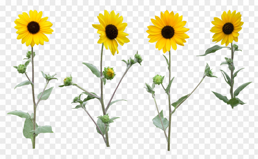 Sunflower Common Clip Art PNG