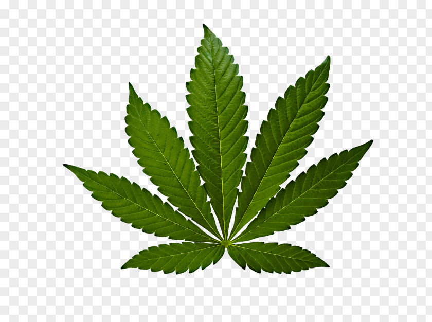 Cannabis Marijuana Sativa Ruderalis Medical PNG