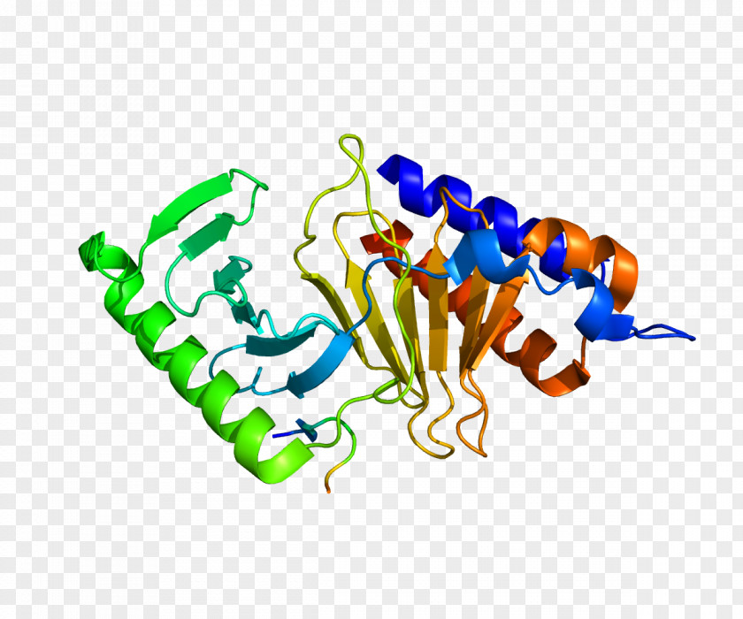 CDC25C Protein Phosphatase Gene PNG