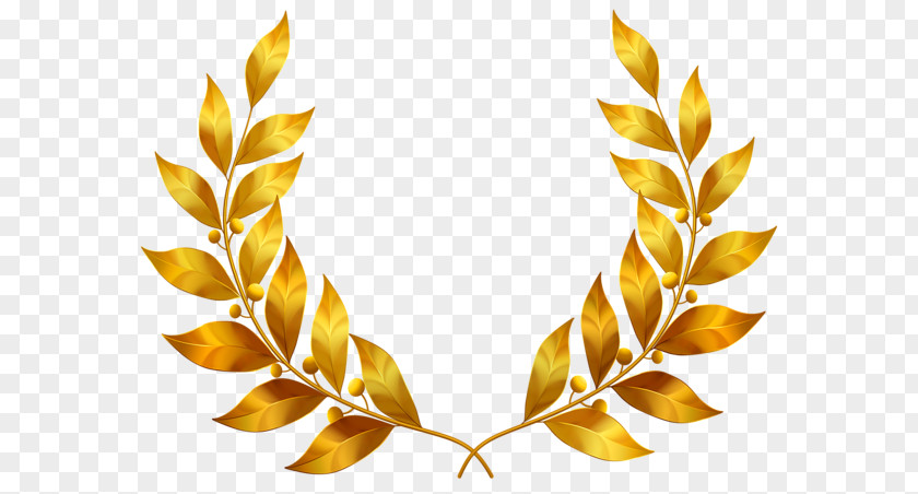 Golden Laurel Leaves Gold Leaf Bay Clip Art PNG