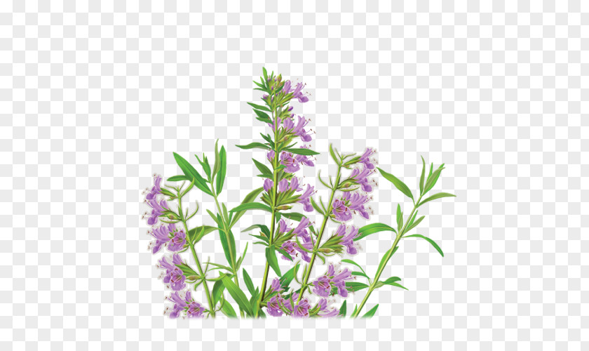 Tea Herbal Anise Hyssop PNG