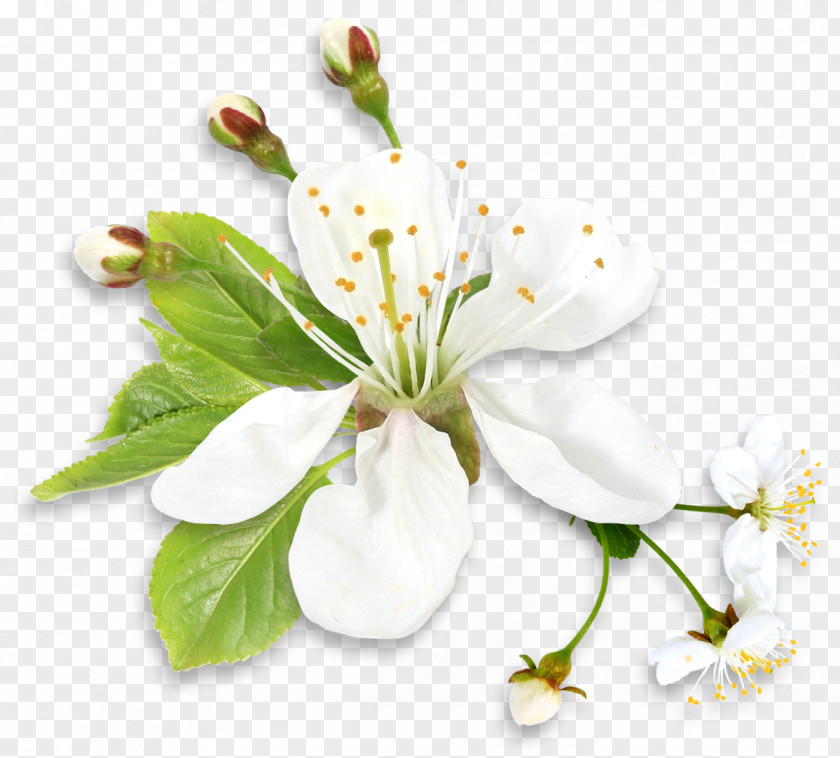 White Spring Tree Flower Clipart Sympathy Family Condolences Friendship Love PNG
