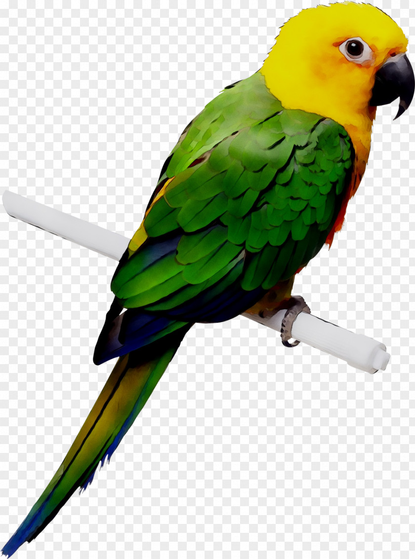 Budgerigar Parrot Cockatiel Lovebird PNG