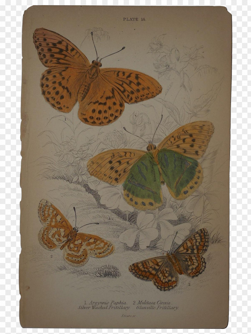 Butterfly Nymphalidae Messenger Bags Printing PNG
