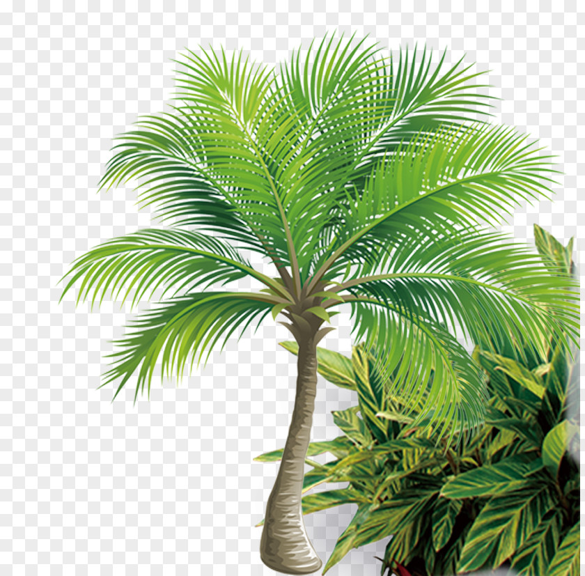 Coconut Tree Icon PNG