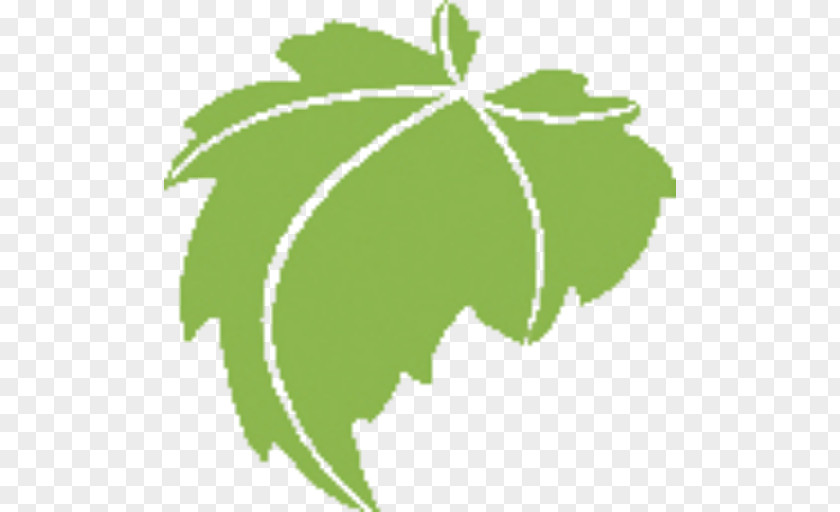 Leaf Grapevine Plant Stem Line Clip Art PNG