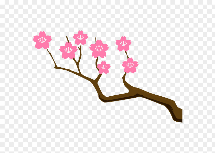 Meaning Idiom Synonym Etymology Cherry Blossom PNG