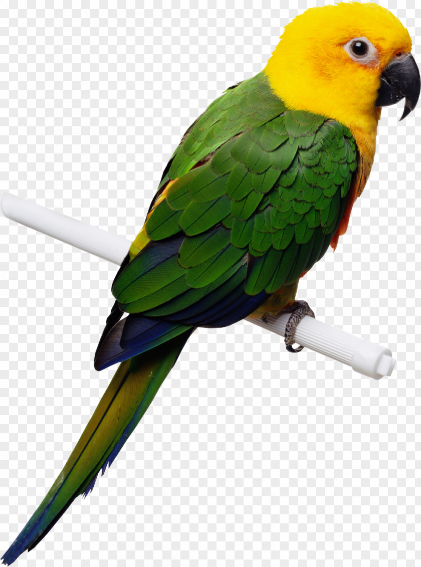 Parrot Cockatiel Budgerigar Bird Domestic Canary PNG