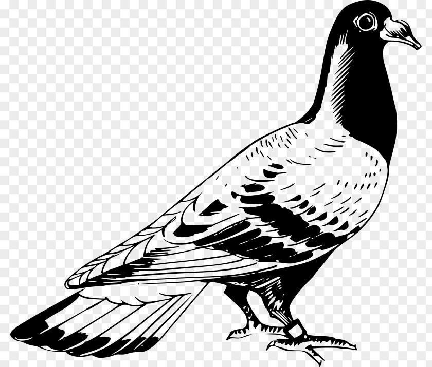 Pigeon Carrier Homing Columbidae English Bird Drawing PNG